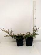 jalowiec-chinski-kuriwao-gold-juniperus-chinensis-50-szt.jpg