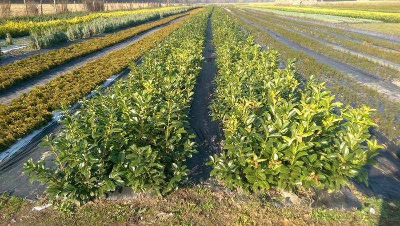 LAUROWIŚNIA 50–100 CM GOŁY KORZEŃ - PRODUCENT