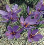 crocus-krokus-jesienny-sativus-100-szt-promocja!!!-bulwy-cebule-klacza-nasiona.jpg