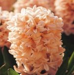 hyacinthus-hiacynt-apricot-passion-30-szt-promocja!!!-bulwy-cebule-klacza-nasiona.jpg