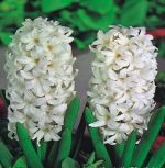 hyacinthus-hiacynt-carnegie-30-szt-promocja!!!-bulwy-cebule-klacza-nasiona.jpg