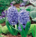 hyacinthus-hiacynt-delft-blue-30-szt-promocja!!!-bulwy-cebule-klacza-nasiona.jpg