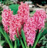 hyacinthus-hiacynt-eros-20-szt-promocja!!!-bulwy-cebule-klacza-nasiona.jpg