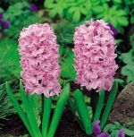 hyacinthus-hiacynt-fondant-30-szt-promocja!!!-bulwy-cebule-klacza-nasiona.jpg