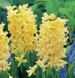 hyacinthus-hiacynt-gipsy-princess-30-szt-promocja!!!-bulwy-cebule-klacza-nasiona.jpg