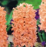 hyacinthus-hiacynt-gipsy-queen-30-szt-promocja!!!-bulwy-cebule-klacza-nasiona.jpg