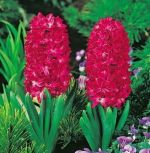 hyacinthus-hiacynt-jan-bos-1-szt-promocja!!!-bulwy-cebule-klacza-nasiona.jpg