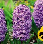 hyacinthus-hiacynt-lili-purple-20-szt-promocja!!!-bulwy-cebule-klacza-nasiona.jpg