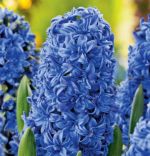 hyacinthus-hiacynt-marie-30-szt-promocja!!!-bulwy-cebule-klacza-nasiona.jpg
