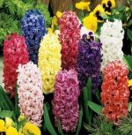 hyacinthus-hiacynt-mix-30-szt-promocja!!!-bulwy-cebule-klacza-nasiona.jpg