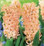 hyacinthus-hiacynt-odysseus-20-szt-promocja!!!-bulwy-cebule-klacza-nasiona.jpg