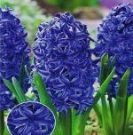hyacinthus-hiacynt-pelny-crystal-palace-20-szt-promocja!!!-bulwy-cebule-klacza-nasiona.jpg