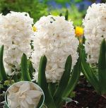 hyacinthus-hiacynt-pelny-madame-sophie-20-szt-promocja!!!-bulwy-cebule-klacza-nasiona.jpg