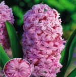 hyacinthus-hiacynt-pelny-prince-of-love-20-szt-promocja!!!-bulwy-cebule-klacza-nasiona.jpg