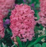 hyacinthus-hiacynt-pink-pearl-30-szt-promocja!!!-bulwy-cebule-klacza-nasiona.jpg