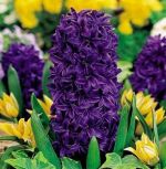 hyacinthus-hiacynt-purple-star-30-szt-promocja!!!-bulwy-cebule-klacza-nasiona.jpg