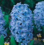 hyacinthus-hiacynt-sky-jacket-20-szt-promocja!!!-bulwy-cebule-klacza-nasiona.jpg