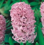 hyacinthus-hiacynt-splendid-cornelia-30-szt-promocja!!!-bulwy-cebule-klacza-nasiona.jpg