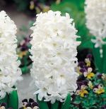 hyacinthus-hiacynt-white-pearl-30-szt-promocja!!!-bulwy-cebule-klacza-nasiona.jpg