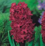 hyacinthus-hiacynt-woodstock-30-szt-promocja!!!-bulwy-cebule-klacza-nasiona.jpg