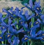 iris-reticulata-kosiaciec-zylkowany-100-szt-promocja!!!-bulwy-cebule-klacza-nasiona.jpg