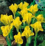 iris-reticulata-kosiaciec-zylkowany-danforda-100-szt-promocja!!!-bulwy-cebule-klacza-nasiona.jpg