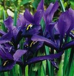 iris-reticulata-kosiaciec-zylkowany-george-1-szt-promocja!!!-bulwy-cebule-klacza-nasiona.jpg