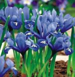 iris-reticulata-kosiaciec-zylkowany-harmony-100-szt-promocja!!!-bulwy-cebule-klacza-nasiona.jpg