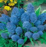 muscari-szafirek-blue-spike-100-szt-promocja!!!-bulwy-cebule-klacza-nasiona.jpg