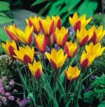 tulipa-tulipan-botaniczny-cynthia-100-sztpromocja!!!-bulwy-cebule-klacza-nasiona.jpg