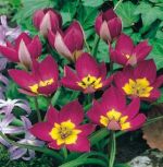 tulipa-tulipan-botaniczny-eastern-star-1-sztpromocja!!!-bulwy-cebule-klacza-nasiona.jpg