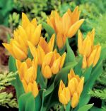 tulipa-tulipan-botaniczny-praestans-shogun-100-sztpromocja!!!-bulwy-cebule-klacza-nasiona.jpg