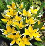 tulipa-tulipan-botaniczny-tarda-100-sztpromocja!!!-bulwy-cebule-klacza-nasiona.jpg