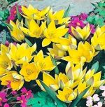 tulipa-tulipan-botaniczny-urumiensis-100-sztpromocja!!!-bulwy-cebule-klacza-nasiona.jpg