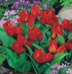 tulipa-tulipan-botaniczny-van-tubergen-s-variety-100-sztpromocja!!!-bulwy-cebule-klacza-nasiona.jpg