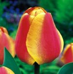 tulipa-tulipan-darwina-apeldorn-s-elite-50-sztpromocja!!!-bulwy-cebule-klacza-nasiona.jpg