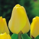 tulipa-tulipan-darwina-golden-apeldorn-50-sztpromocja!!!-bulwy-cebule-klacza-nasiona.jpg
