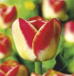 tulipa-tulipan-dwukolorowy-candy-corner-30-sztpromocja!!!-bulwy-cebule-klacza-nasiona.jpg