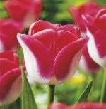 tulipa-tulipan-dwukolorowy-lipgloss-30-sztpromocja!!!-bulwy-cebule-klacza-nasiona.jpg
