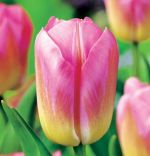 tulipa-tulipan-dwukolorowy-tom-pouce-30-sztpromocja!!!-bulwy-cebule-klacza-nasiona.jpg
