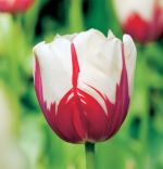 tulipa-tulipan-dwukolorowy-world-expression-30-sztpromocja!!!-bulwy-cebule-klacza-nasiona.jpg