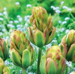 tulipa-tulipan-ekskluzywny-boa-vista-30-sztpromocja!!!-bulwy-cebule-klacza-nasiona.jpg
