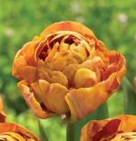 tulipa-tulipan-ekskluzywny-brownie-30-sztpromocja!!!-bulwy-cebule-klacza-nasiona.jpg