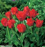tulipa-tulipan-ekskluzywny-double-red-riding-hood-30-sztpromocja!!!-bulwy-cebule-klacza-nasiona.jpg