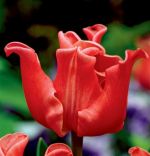 tulipa-tulipan-ekskluzywny-elegant-crown-30-sztpromocja!!!-bulwy-cebule-klacza-nasiona.jpg
