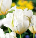tulipa-tulipan-ekskluzywny-exotic-emperor-30-sztpromocja!!!-bulwy-cebule-klacza-nasiona.jpg