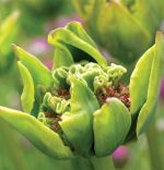 tulipa-tulipan-ekskluzywny-green-bizarre-30-sztpromocja!!!-bulwy-cebule-klacza-nasiona.jpg