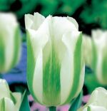 tulipa-tulipan-ekskluzywny-green-spirit-30-sztpromocja!!!-bulwy-cebule-klacza-nasiona.jpg