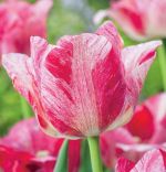 tulipa-tulipan-ekskluzywny-hemisphere-30-sztpromocja!!!-bulwy-cebule-klacza-nasiona.jpg