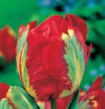 tulipa-tulipan-ekskluzywny-holland-happening-30-sztpromocja!!!-bulwy-cebule-klacza-nasiona.jpg
